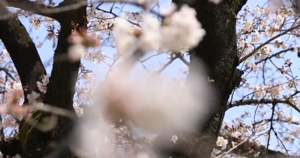 Fiori di ciliegio al parco Koishikawa kourakuen di Tokyo focalizzazione palmare — Video Stock