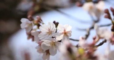 Tokyo'daki Koishikawa kourakuen parkında kiraz çiçeği