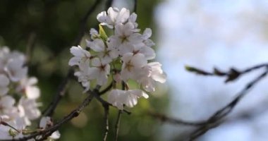 Tokyo'daki Koishikawa kourakuen parkında kiraz çiçeği