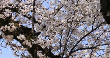 Tokyo'da Koishikawa kourakuen parkta kiraz çiçeği el