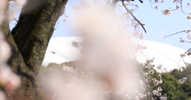 東京・小石川後楽園公園の桜が集中 — ストック動画