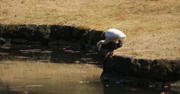 Heron på Koishikawa Kourakuen Park i Tokyo Handheld — Stockvideo