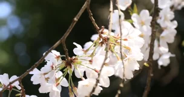 Kirschblüte im Koishikawa Kourakuen Park in Tokio in Großaufnahme — Stockvideo