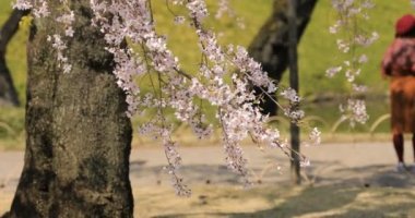 Tokyo'da Koishikawa kourakuen parkta kiraz çiçeği el