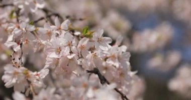 Tokyo'daki Koishikawa kourakuen parkında kiraz çiçeği