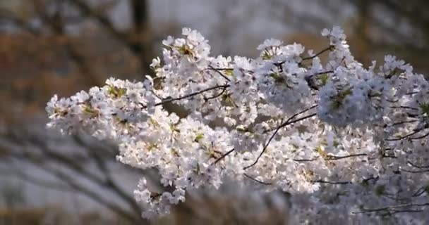 Kirschblüte im Koishikawa Kourakuen Park in Tokio — Stockvideo