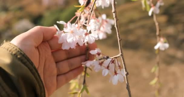 Kirschblüte mit Hand im Koishikawa Kourakuen Park in Tokio — Stockvideo