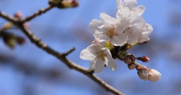 Άνθος κερασιάς στην Κοισιάουα κουρκακάουα πάρκο στο Τόκιο φορητό κοντινό πλάνο — Αρχείο Βίντεο