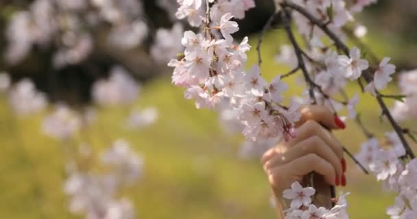 Cherry Blossom med hand på Koishikawa Kourakuen Park i Tokyo Handheld — Stockvideo