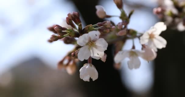 Kirschblüte im Koishikawa Kourakuen Park in Tokio in Großaufnahme — Stockvideo