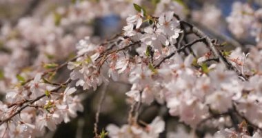 Tokyo'daki Koishikawa kourakuen parkında kiraz çiçeği