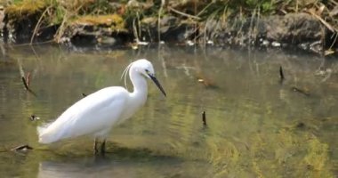 Tokyo'da Koishikawa kourakuen parkta Heron el