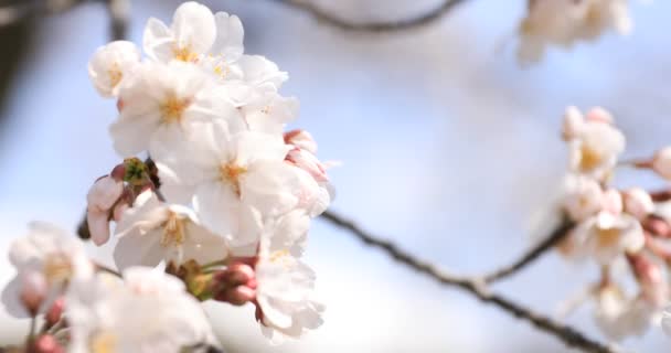 Cherry Blossom på Koishikawa Kourakuen Park i Tokyo Handheld närbild — Stockvideo