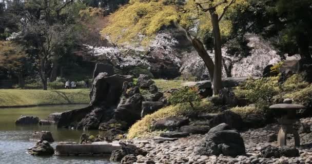 Ανθός κερασιάς στο πάρκο Koishikawa kourakuen στο Τόκυο με το χέρι — Αρχείο Βίντεο