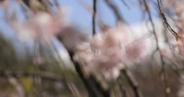 Cherry blossom at Koishikawa kourakuen park in Tokyo handheld focusing — Stock Video