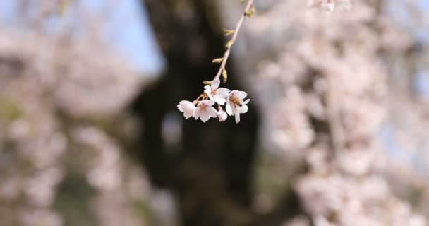 Kirschblüte mit Biene im Koishikawa Kourakuen Park in Tokio — Stockvideo