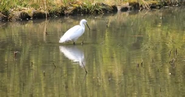 Héron au parc Koishikawa kourakuen à Tokyo portable — Video