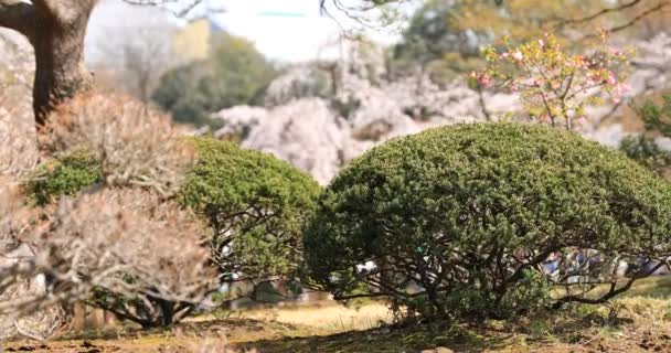 Flor de cerezo en el parque Koishikawa kourakuen en Tokio tiro largo de mano — Vídeo de stock