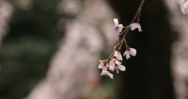 Tokyo'daki Koishikawa kourakuen parkında kiraz çiçeği