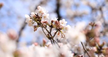Tokyo'daki Koishikawa kourakuen parkında kiraz çiçeği