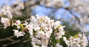 Tokyo'daki Koishikawa kourakuen parkında kiraz çiçeği