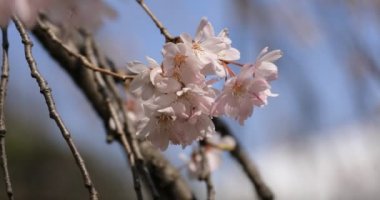 Tokyo'daki Koishikawa kourakuen parkında kiraz çiçeği