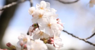 Tokyo'daki Koishikawa kourakuen parkında kiraz çiçeği