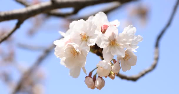 Cherry Blossom på Koishikawa Kourakuen Park i Tokyo Handheld närbild — Stockvideo