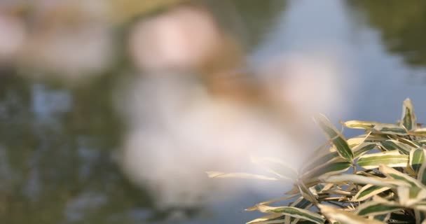 Άνθος κερασιάς στην Κοισιάουα κουρκακάουα πάρκο στο Τόκιο χειρός εστίαση — Αρχείο Βίντεο