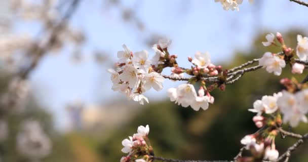 Kirschblüte im Koishikawa Kourakuen Park in Tokio — Stockvideo