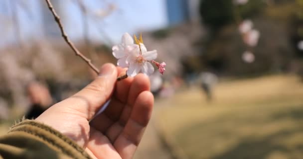 Kirschblüte mit Hand im Koishikawa Kourakuen Park in Tokio — Stockvideo