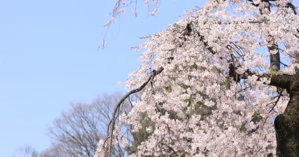 東京・小石川後楽園公園の桜 — ストック動画