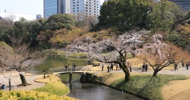 Cherry Blossom på Koishikawa Kourakuen Park i Tokyo handhållna wide shot — Stockvideo