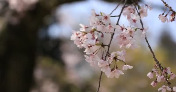 Fiori di ciliegio al parco Koishikawa kourakuen di Tokyo primo piano palmare — Video Stock