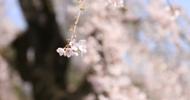 Cherry Blossom på Koishikawa Kourakuen Park i Tokyo Handheld närbild — Stockvideo