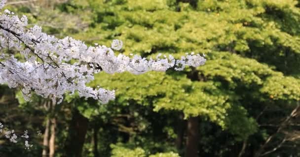 Cherry blossom at Koishikawa kourakuen park in Tokyo handheld — Stock Video