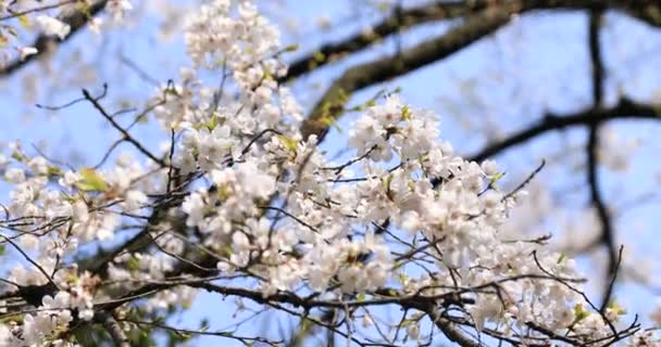 Floare de cireșe în parcul Koishikawa kourakuen din Tokyo handheld — Videoclip de stoc