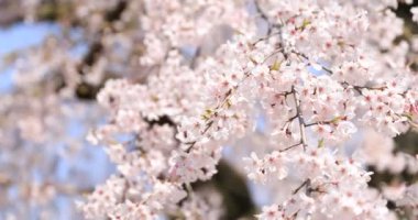 Tokyo'da Koishikawa kourakuen parkta kiraz çiçeği el