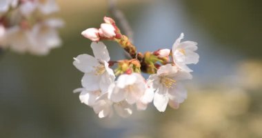 Tokyo'daki Koishikawa kourakuen parkında kiraz çiçeği