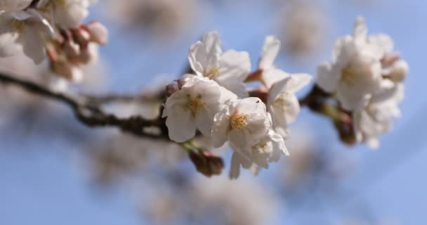 Flor de cerezo en el parque Koishikawa kourakuen en Tokio primer plano de mano — Vídeos de Stock