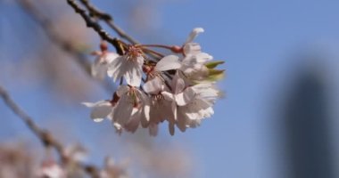 Tokyo'daki Koishikawa kourakuen parkında kiraz çiçeği