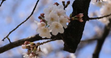 Tokyo'daki Koishikawa kourakuen parkında kiraz çiçeği