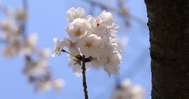 Cherry Blossom a Koishikawa kourakuen Park Tokióban kézi Vértes — Stock videók