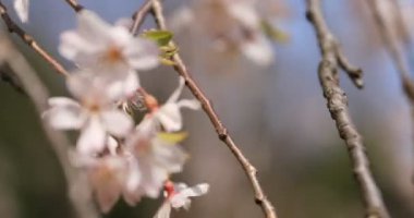 Tokyo'daki Koishikawa kourakuen parkında kiraz çiçeği