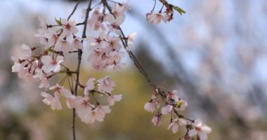 Tokyo'daki Koishikawa kourakuen parkında kiraz çiçeği