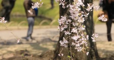 Tokyo'da Koishikawa kourakuen parkta kiraz çiçeği el