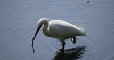 Tokyo'da Koishikawa kourakuen parkta Heron el