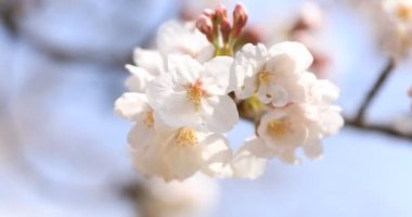 Tokyo'daki Koishikawa kourakuen parkında kiraz çiçeği