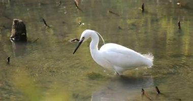 Tokyo'da Koishikawa kourakuen parkta Heron el