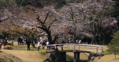 Tokyo 'daki Koishikawa Kourakuen parkında kiraz çiçeği.